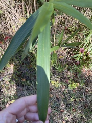Arundinaria tecta