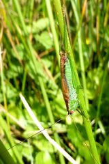 Conocephalus dorsalis