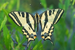 Papilio alexanor