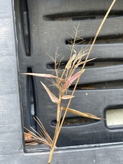 Dichanthelium scoparium