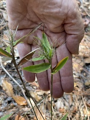 Dichanthelium scoparium