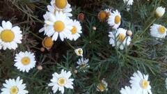 Argyranthemum frutescens