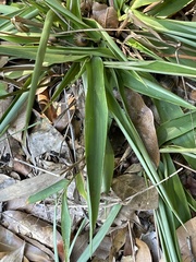 Dichanthelium scoparium