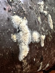 Basidioradulum radula