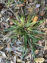 Dichanthelium scoparium