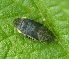 Aphrodes