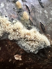 Basidioradulum radula