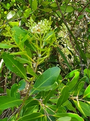 Olea capensis