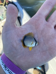 Chaetodon ocellatus