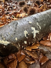 Basidioradulum radula