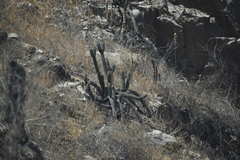 Haageocereus acranthus