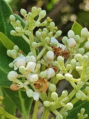 Olea capensis