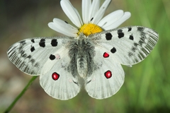 Parnassius apollo