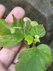 Begonia hirtella