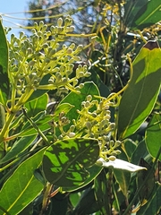 Olea capensis