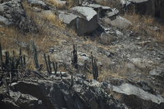 Haageocereus pseudomelanostele