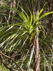 Freycinetia arborea