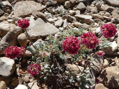 Eriogonum gracilipes