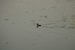 Tachybaptus dominicus