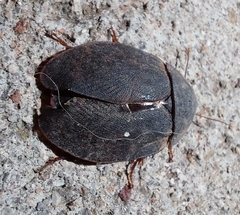 Homoeogamia mexicana