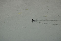 Tachybaptus dominicus