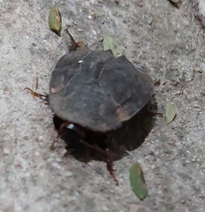 Homoeogamia mexicana