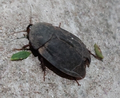 Homoeogamia mexicana