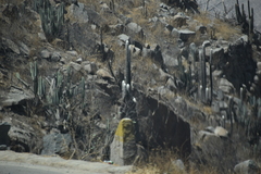 Espostoa melanostele