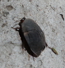 Homoeogamia mexicana