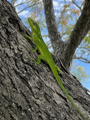 Anolis equestris