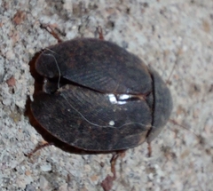 Homoeogamia mexicana