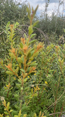 Lyonia ferruginea
