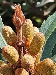 Brabejum stellatifolium