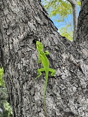 Anolis equestris