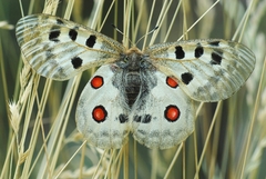 Parnassius apollo