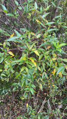 Gelsemium sempervirens