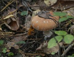 Leucocortinarius bulbiger