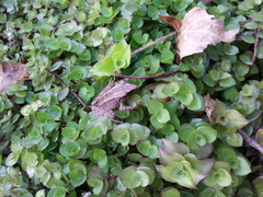 Pristimantis incertus