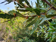 Brabejum stellatifolium