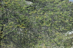 Vachellia macracantha