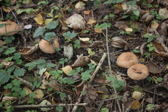 Leucocortinarius bulbiger