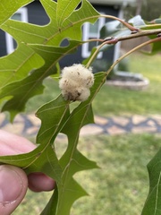 Callirhytis infuscata