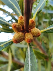 Brabejum stellatifolium