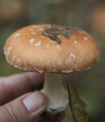 Leucocortinarius bulbiger