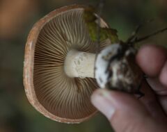 Leucocortinarius bulbiger