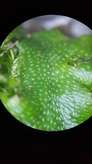 Lunularia cruciata