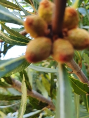 Brabejum stellatifolium