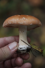 Leucocortinarius bulbiger