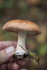 Leucocortinarius bulbiger