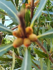 Brabejum stellatifolium